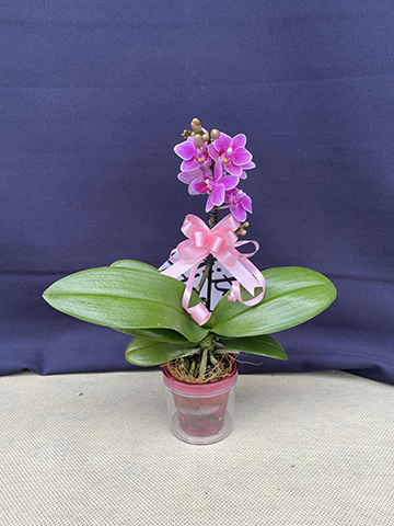 ミニ胡蝶蘭 ピンク 1本立ち 陶器(白)鉢付き | 胡蝶蘭ならHitoHana(ひと