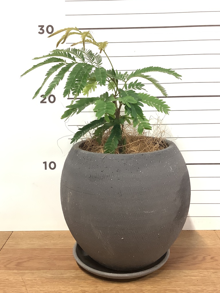 観葉植物 エバーフレッシュ 4号 ボサ造りラスターポット 付き | 観葉