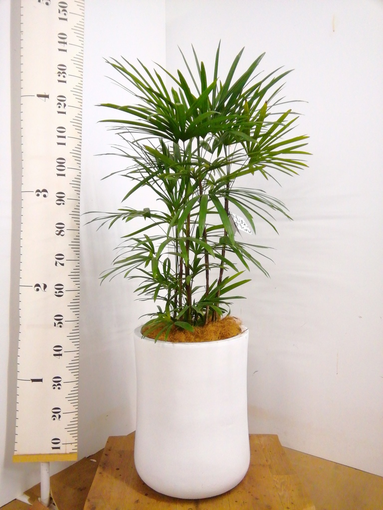 観葉植物 シュロチク（棕櫚竹） 8号 バスク ミドル ホワイト 付き