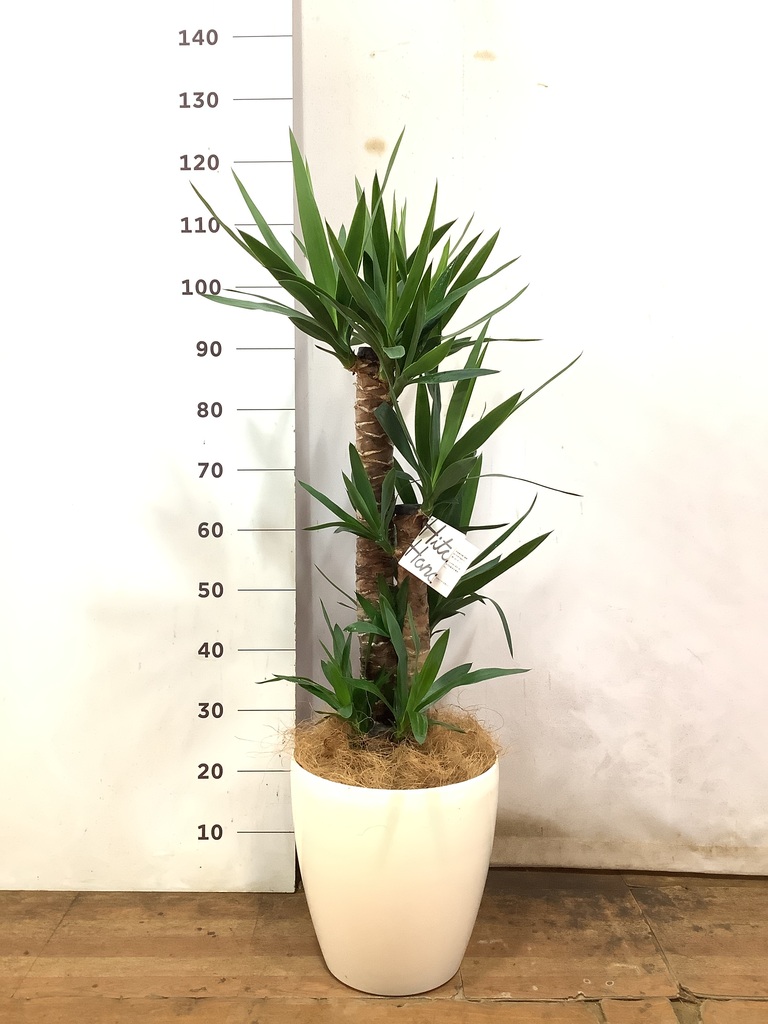 観葉植物 ユッカ 8号 ノーマル エディラウンド 黒 付き | 観葉植物なら