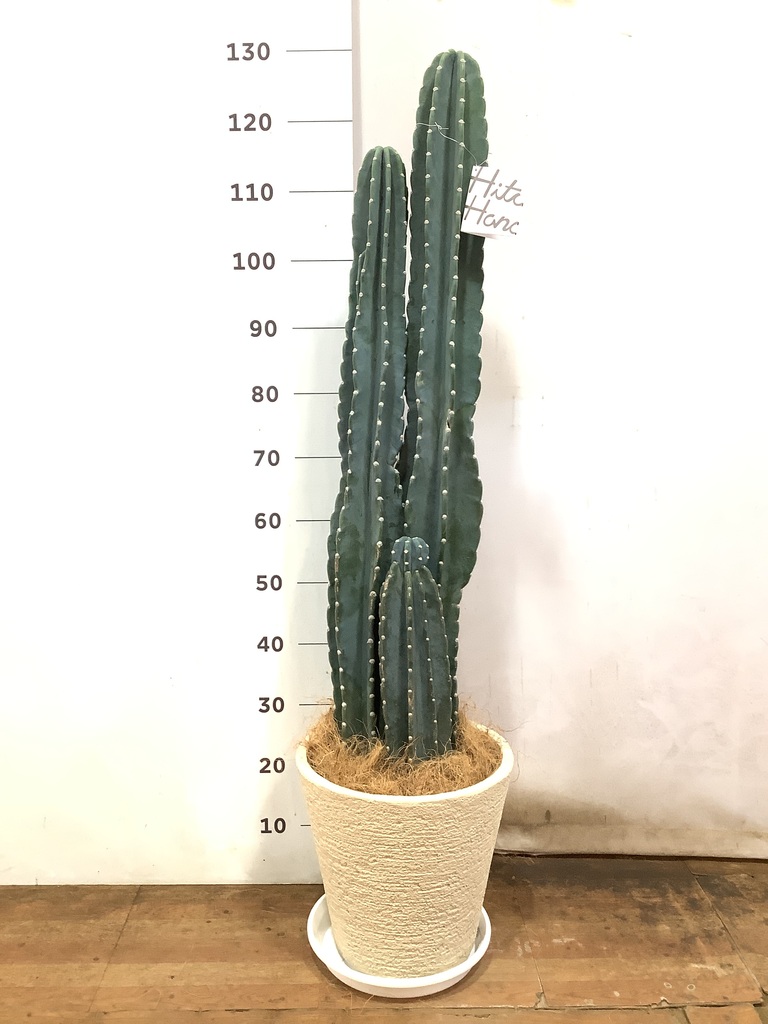 観葉植物 柱サボテン 8号 ビアスソリッド 白 付き | 観葉植物