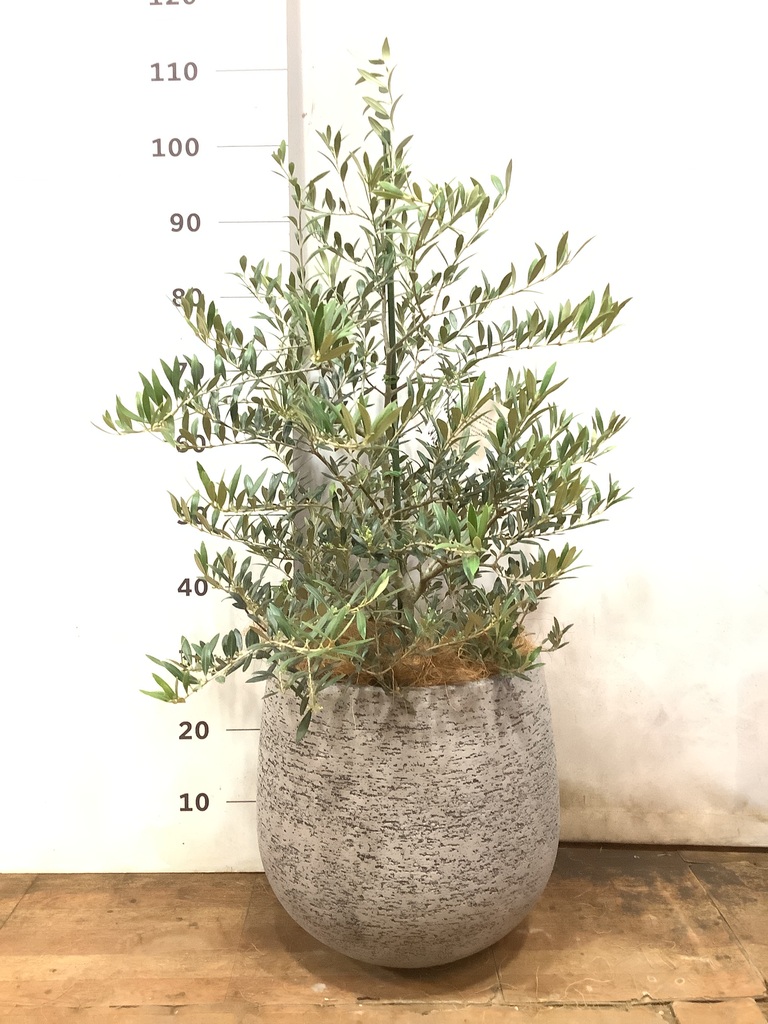 観葉植物 オリーブ 8号 アルベキーナ エコストーンGray 付き