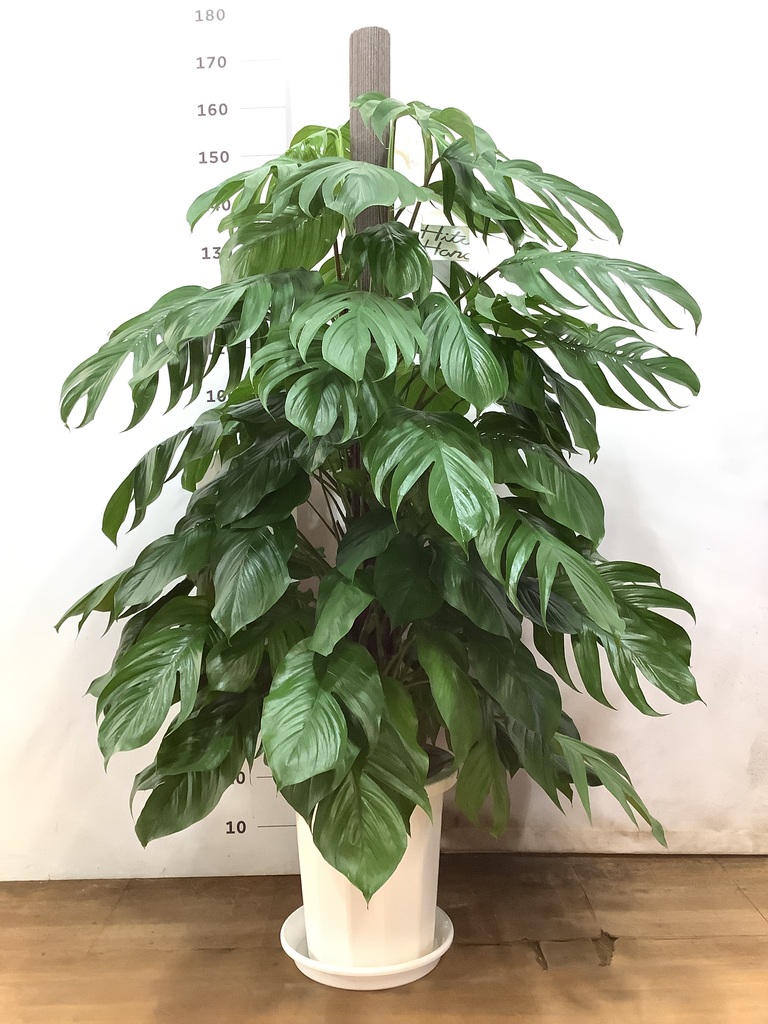 観葉植物 マングーカズラ 10号 木柱 プラスチック鉢 | 観葉植物なら 