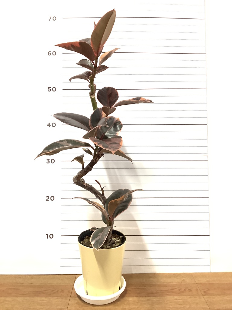 観葉植物 フィカス ルビー 4号 曲り プラスチック鉢 | 観葉植物なら