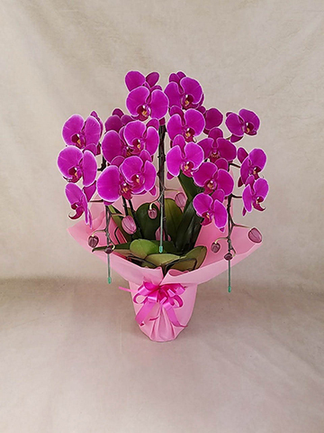 胡蝶蘭中大輪 ピンクハロー 3本立ち | 胡蝶蘭ならHitoHana(ひとはな)