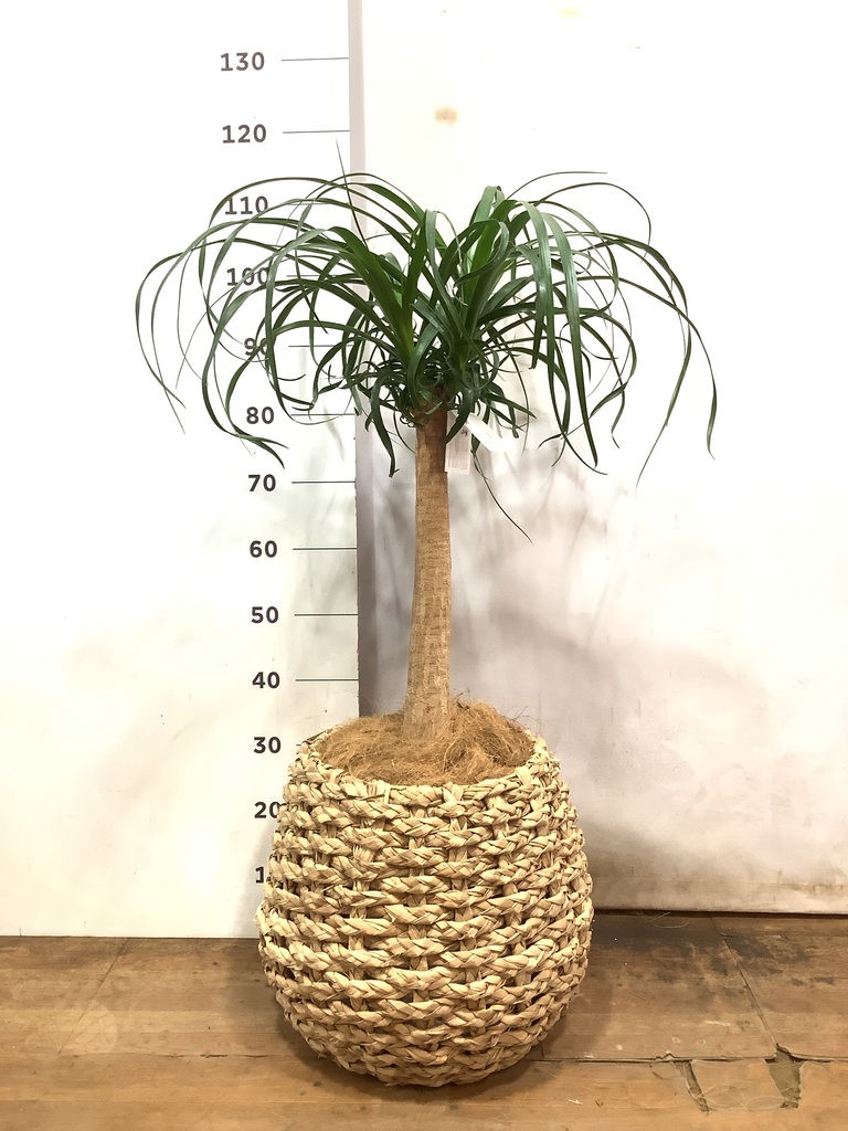 観葉植物 トックリラン ポニーテール 8号 ラッシュバスケット Natural