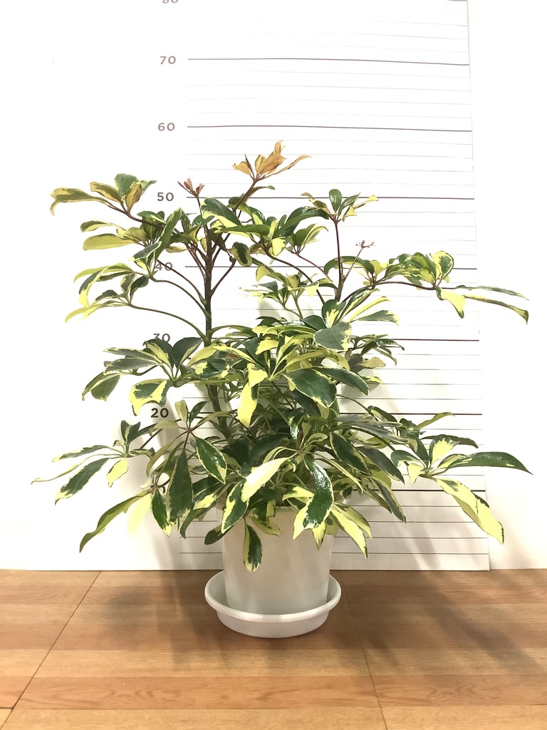 観葉植物 シェフレラ（カポック） 5号 斑入り プラスチック鉢 | 観葉