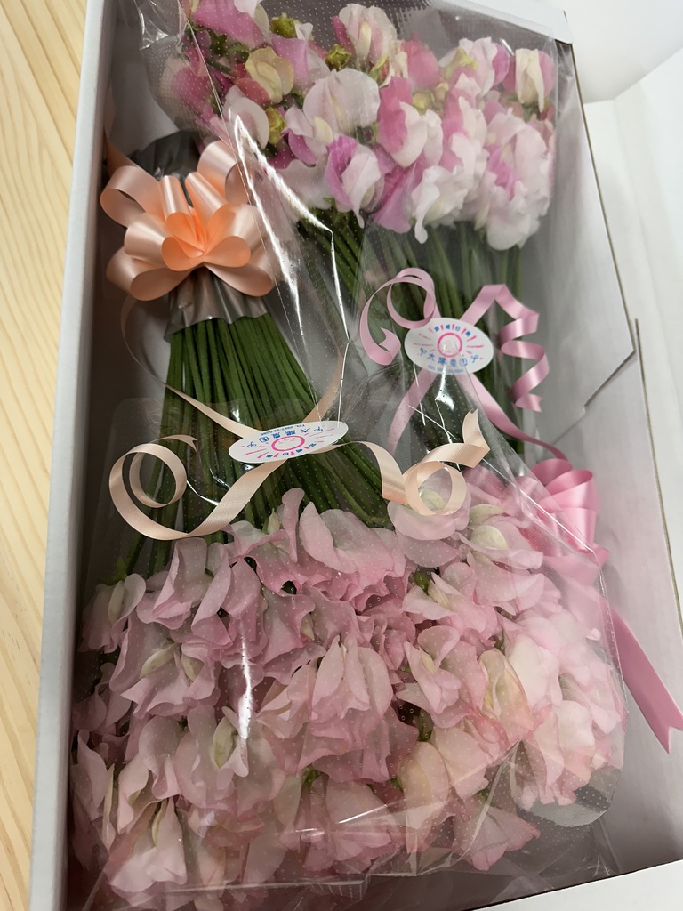 産地直送 スイートピー花束 ピンクL 産直箱（100本入り）／宮崎 太陽