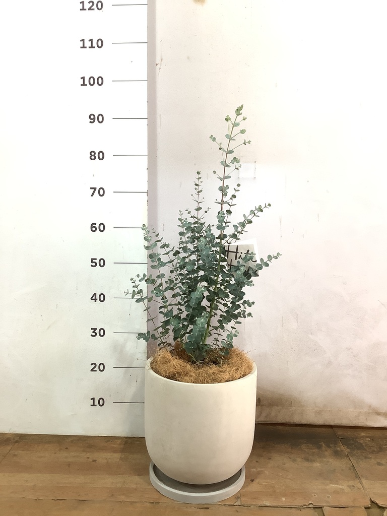 観葉植物 ユーカリ 7号 グニー セメント トラフポット 付き | 観葉植物