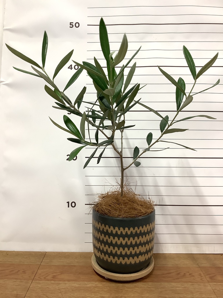 観葉植物 オリーブの木 3号 インナ 11 G 付き | 観葉植物ならHitoHana