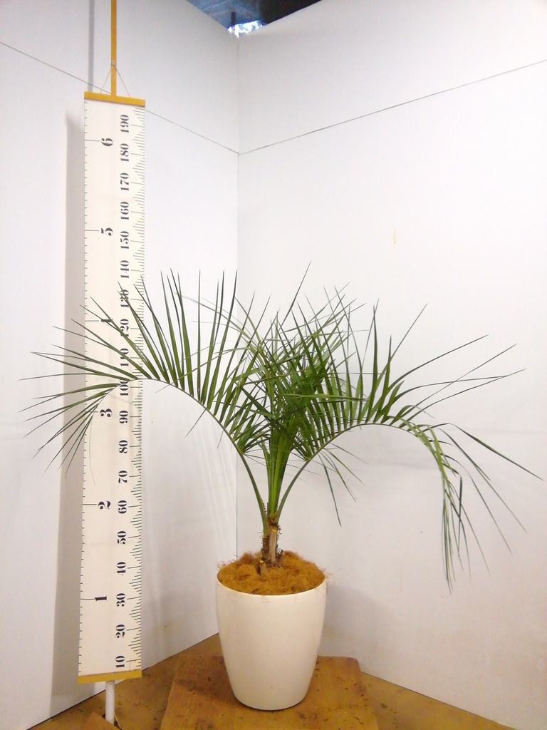 観葉植物 ヤタイヤシ 10号 ラスターポット 付き | 観葉植物なら