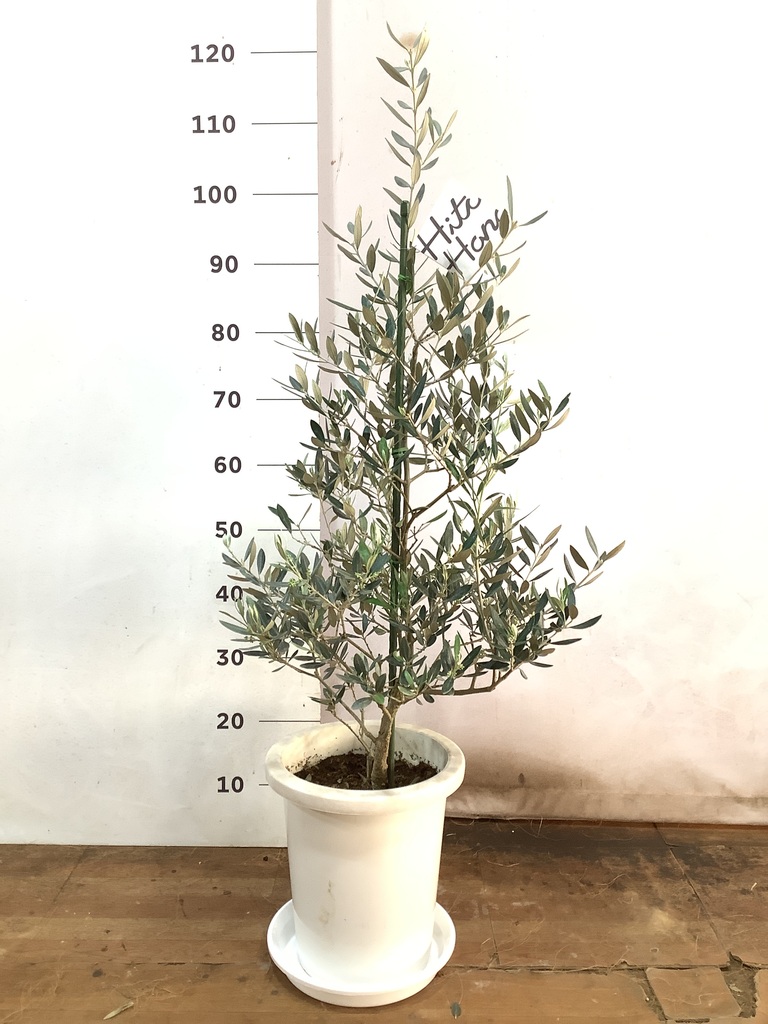 観葉植物 オリーブの木 8号 ピクアル プラスチック鉢 | 観葉植物なら 