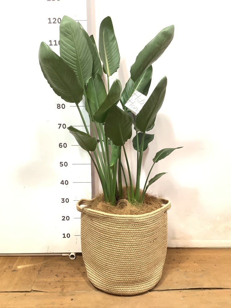 観葉植物 ストレリチア レギネ 10号 strelitzia-reginae-31_1.jpg?