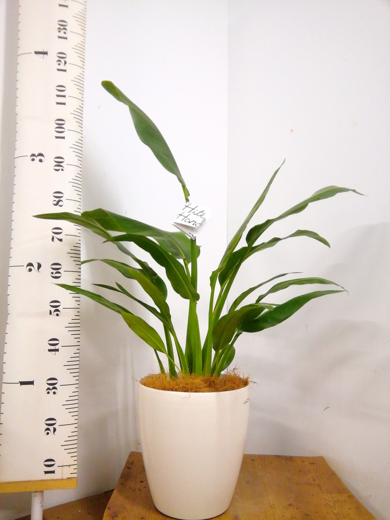 木彫 旅人 旅人 木彫