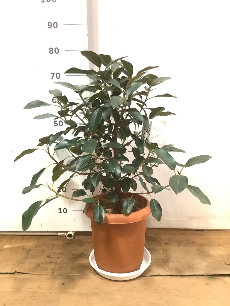 観葉植物 フランスゴムの木 風水 | HitoHana（ひとはな）