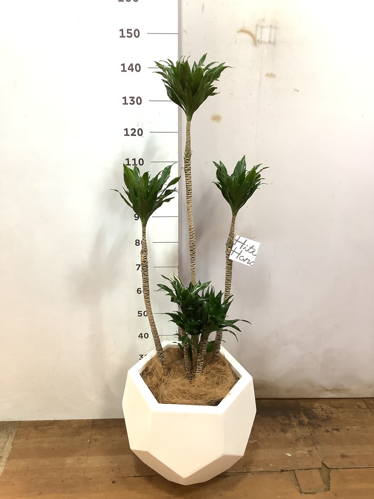 観葉植物 ドラセナ コンパクター 8号 リブバスケットNatural 付き