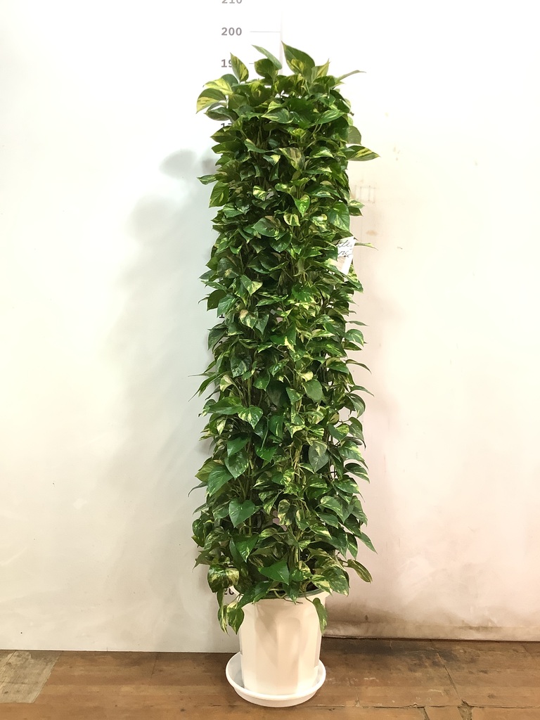 観葉植物 ポトス 10号 プラスチック鉢 | 観葉植物ならHitoHana