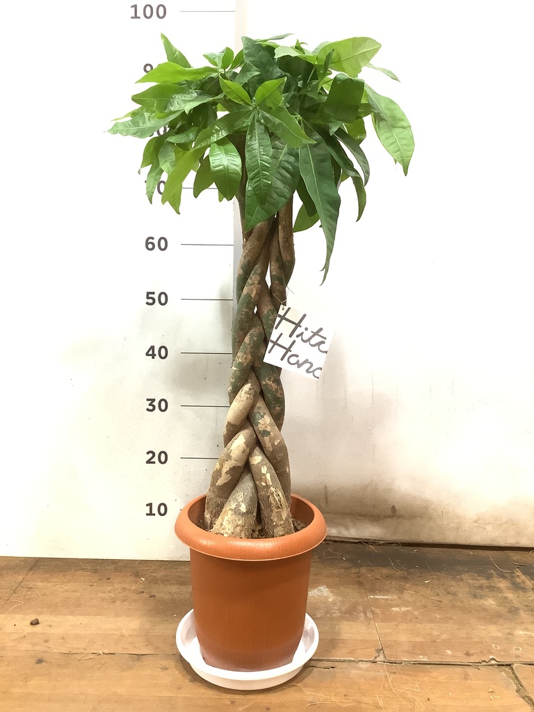 観葉植物 パキラ 7号 ねじり プラスチック鉢 | 観葉植物なら