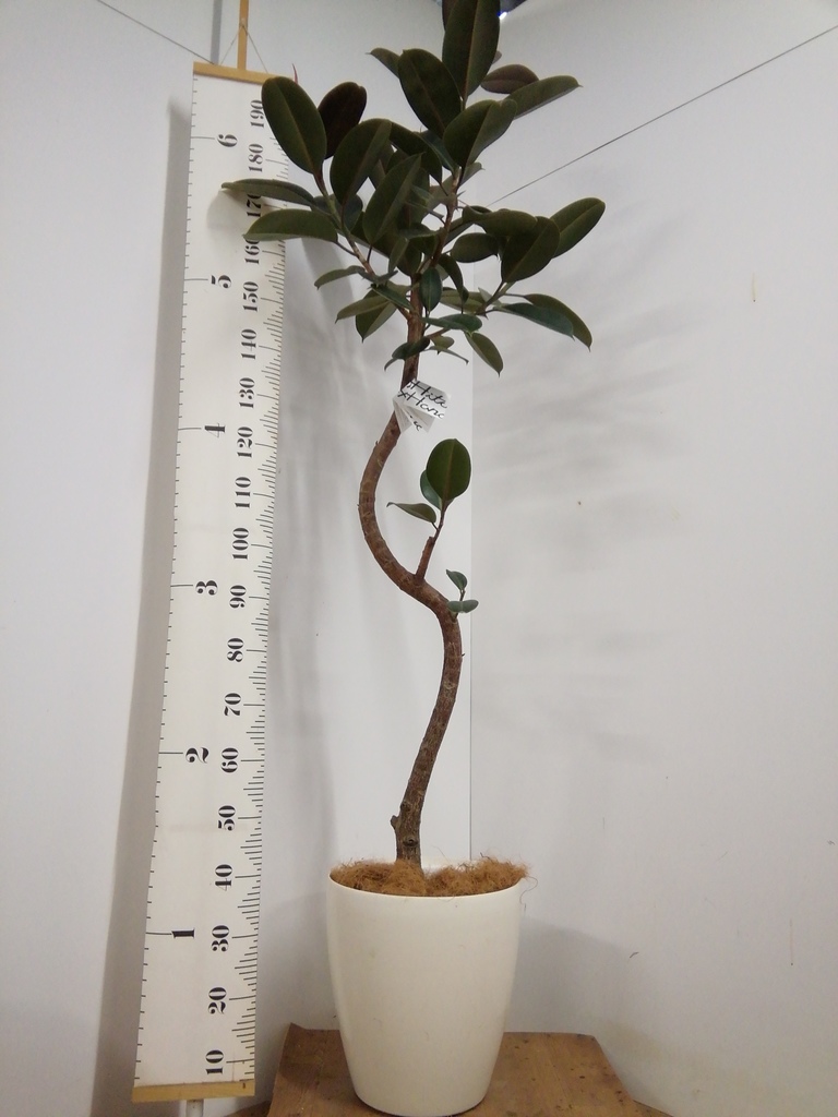 観葉植物 フィカス バーガンディ【175cm】フィカス バーガンディ