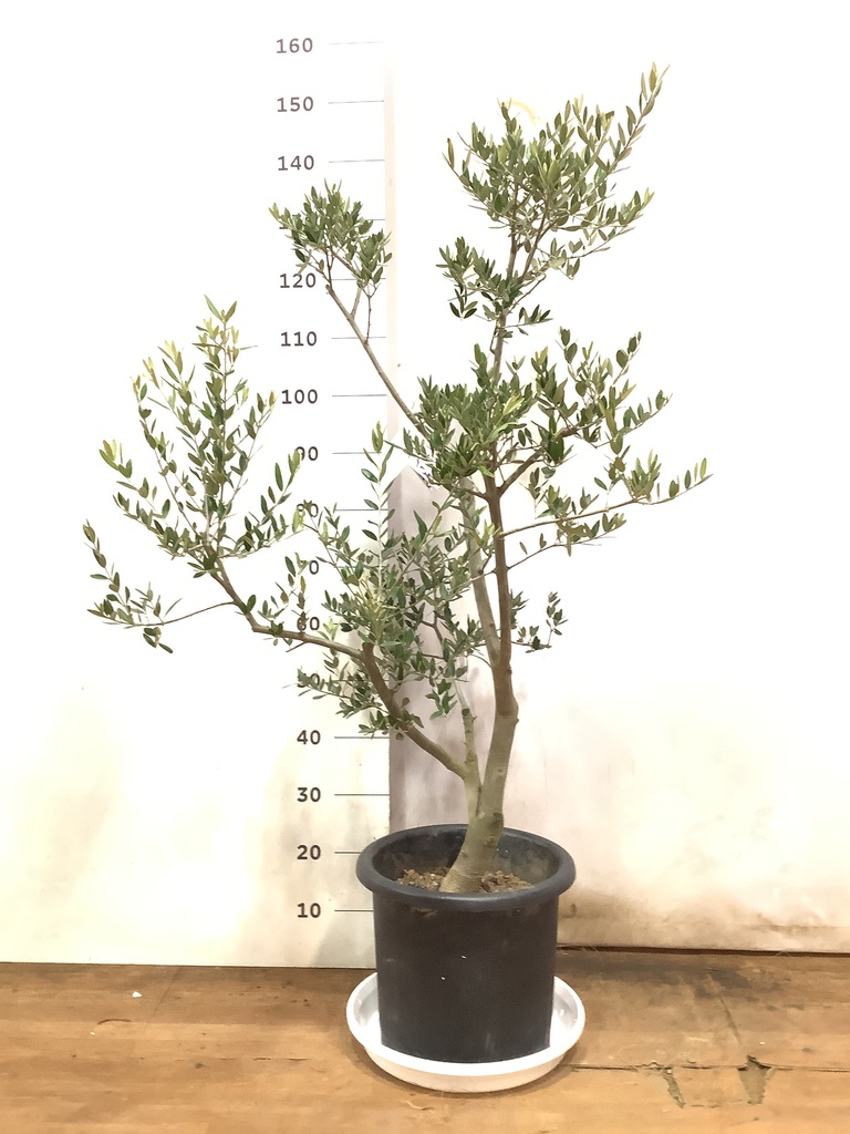 観葉植物 オリーブ 10号 レッチーノ プラスチック鉢 | 観葉植物なら