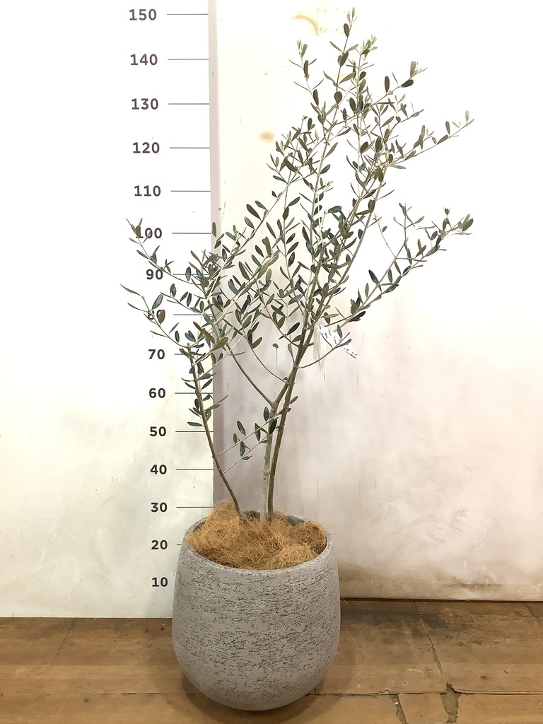 観葉植物 オリーブ 8号 ルッカ エコストーンGray 付き | 観葉