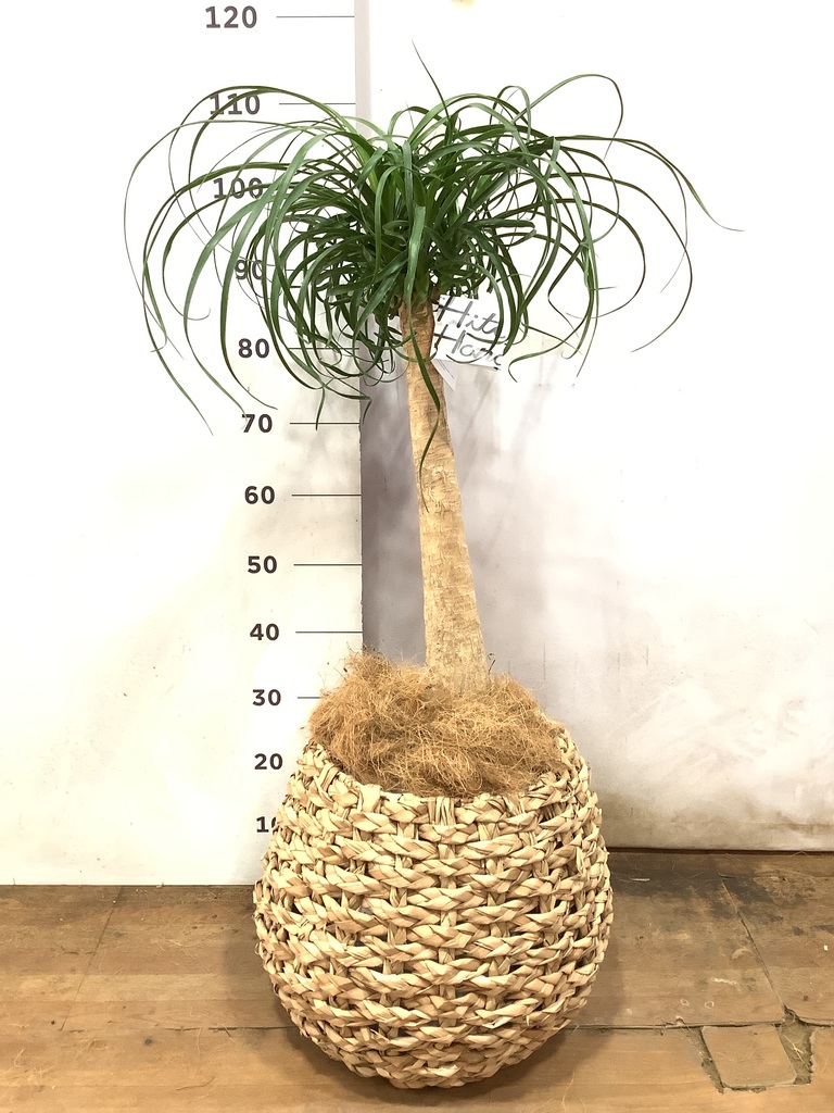 観葉植物 トックリラン ポニーテール 8号 ラッシュバスケット Natural