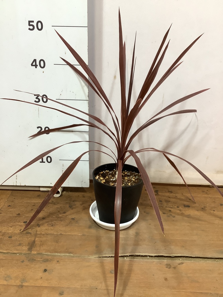 観葉植物 コルディリネ レッドスター 5号 プラスチック鉢 | 観葉植物
