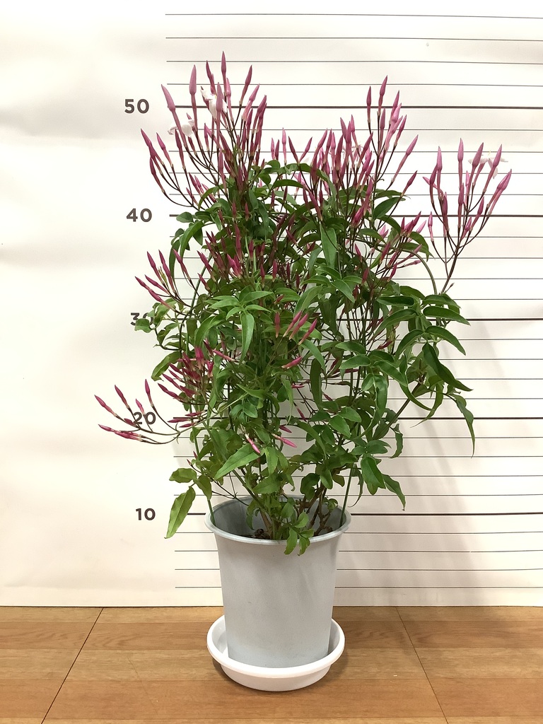猫しのぶ4寸5鉢ジャスミン三寸2鉢で ハゴロモジャスミン 4号 | 観葉植物 | インテリアやギフトに
