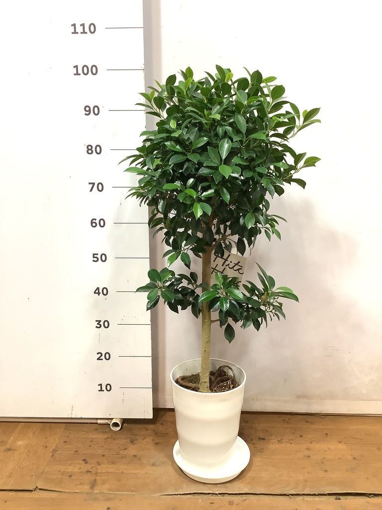 観葉植物 フィカス ナナ 7号 プラスチック鉢 | 観葉植物ならHitoHana