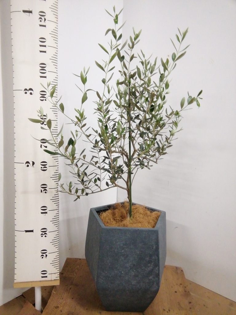 観葉植物 オリーブの木 8号 コレッジョラ プラスチック鉢 | 観葉植物