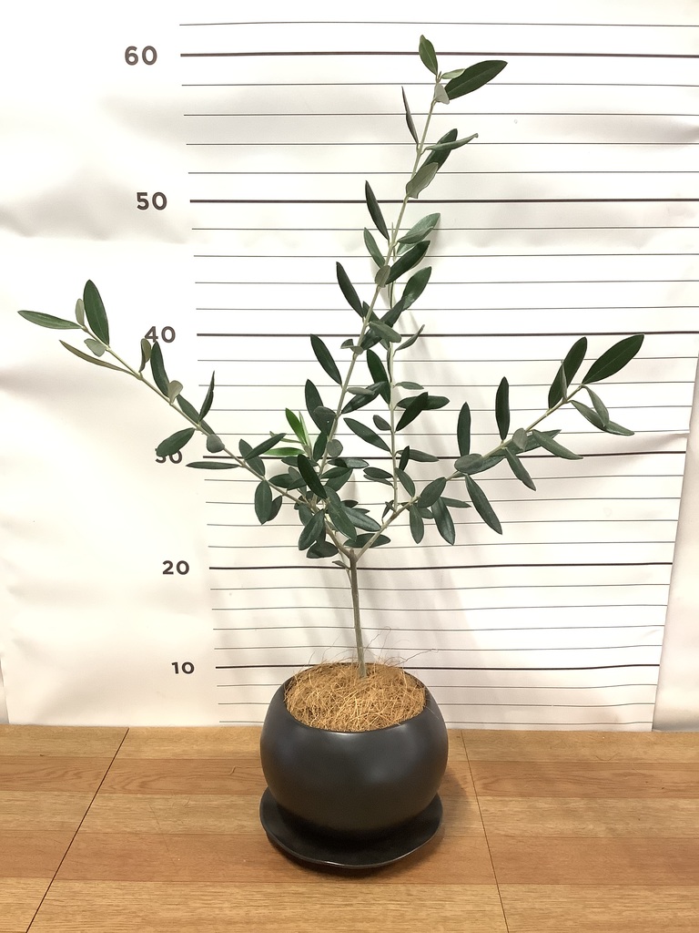 観葉植物 オリーブの木 3号 ルーツ 11 K ブラック 付き | 観葉植物なら 観葉植物 オリーブの木 3号 ルーツ 11 K ブラック 付き | 観葉植物なら