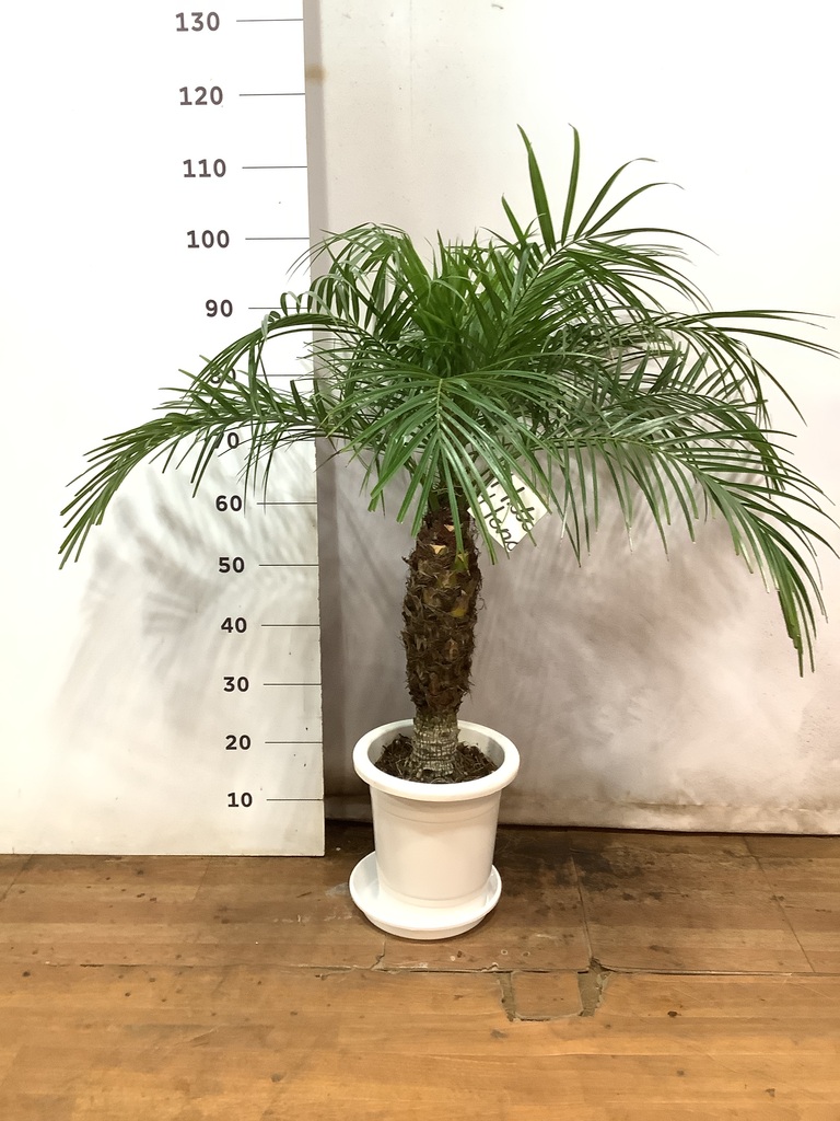 観葉植物 フェニックスロベレニー 8号 プラスチック鉢 | 観葉植物なら