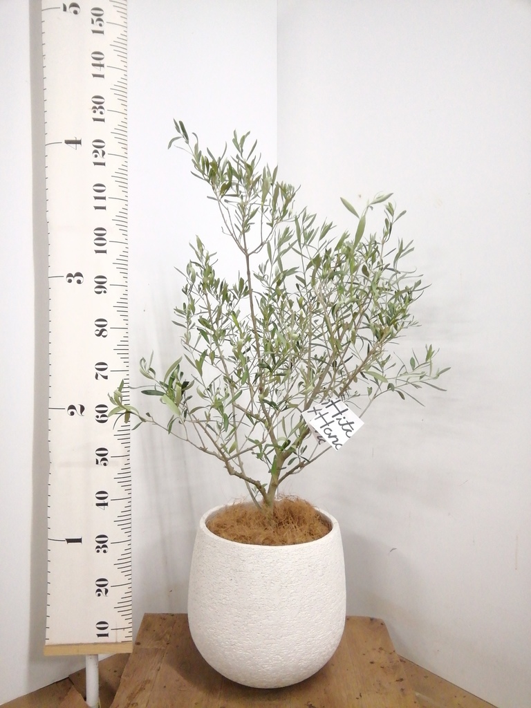観葉植物 オリーブの木 8号 コラティーナ (コラチナ) エコストーンGray