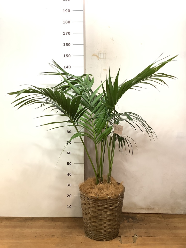 観葉植物 ケンチャヤシ 10号 竹バスケット 付き | 観葉植物なら