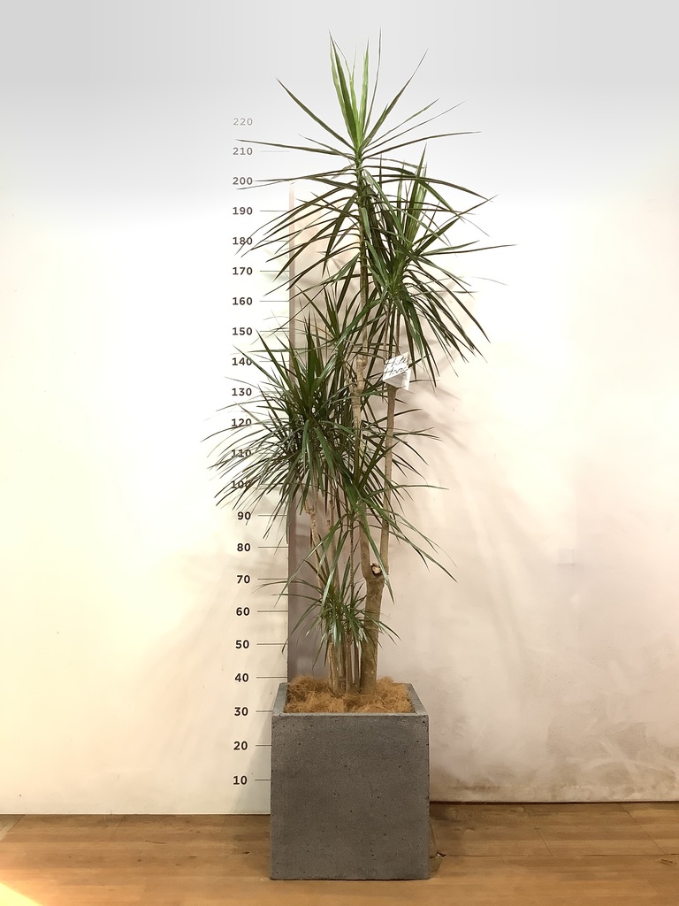 観葉植物 ドラセナ コンシンネ 6号 レザーポット0 グレー 付き