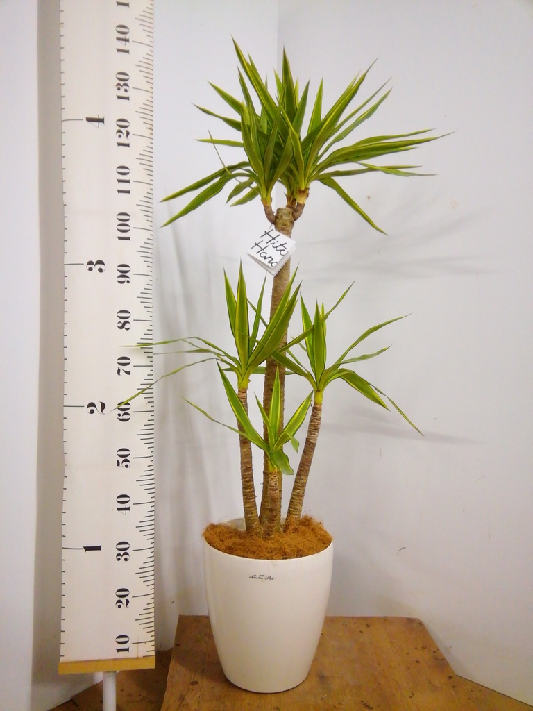 観葉植物 ユッカ 8号 斑入り プラスチック鉢 | 観葉植物ならHitoHana