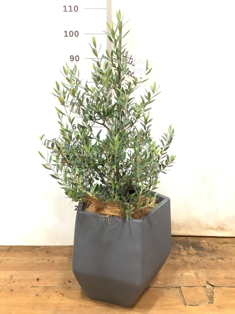 観葉植物 オリーブの木 8号 コロネイキ インティ シリンダー 付き