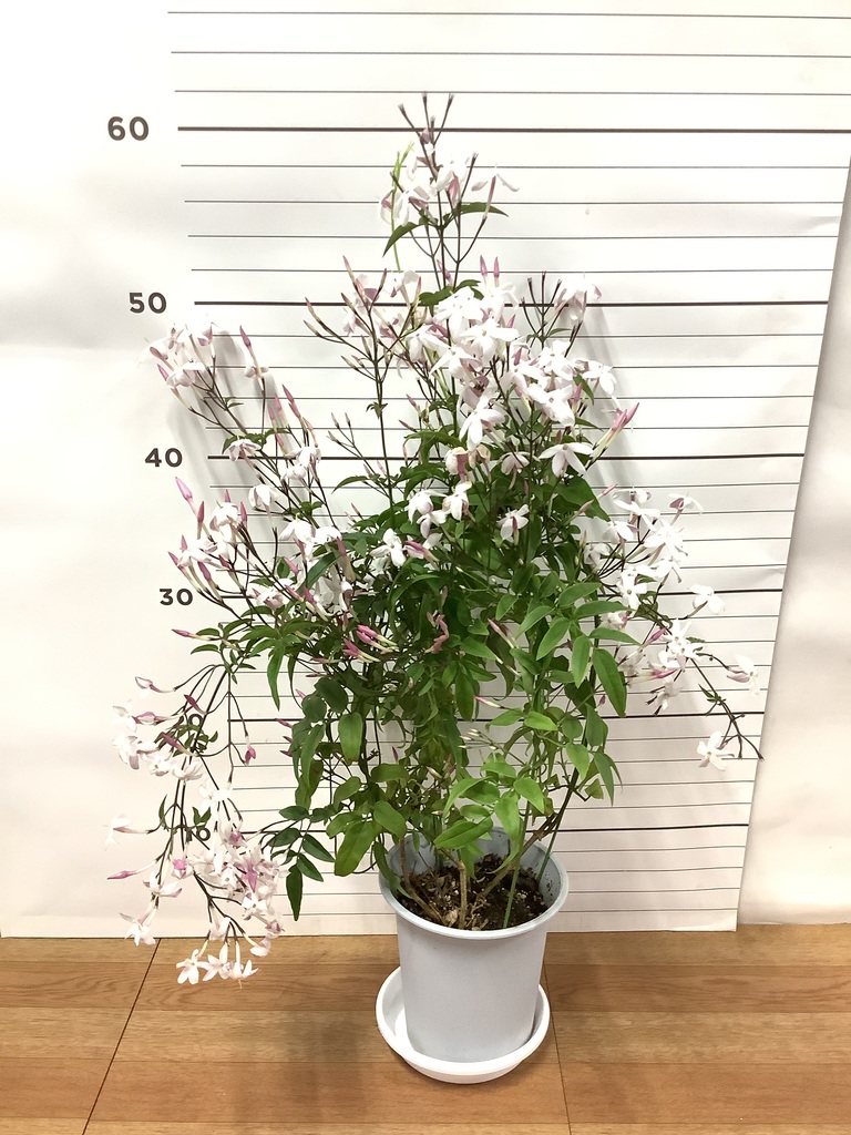 ハゴロモジャスミン 4号 | 観葉植物 | インテリアやギフトに
