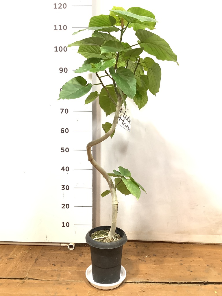 観葉植物 フィカス ウンベラータ 6号 曲り プラスチック鉢 | 観葉植物