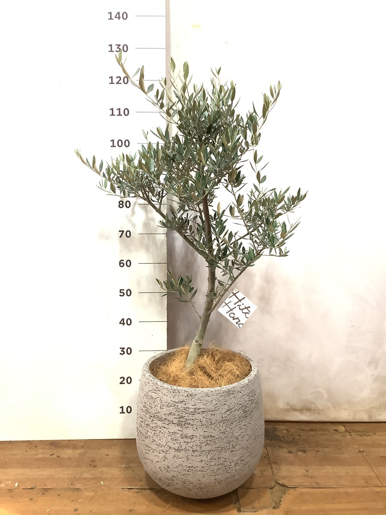 観葉植物 オリーブの木 8号 ピクアル エコストーンGray 付き | 観葉 