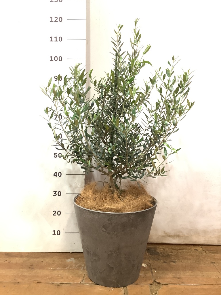 観葉植物 オリーブの木 8号 ピクアル アートストーン ラウンド グレー 