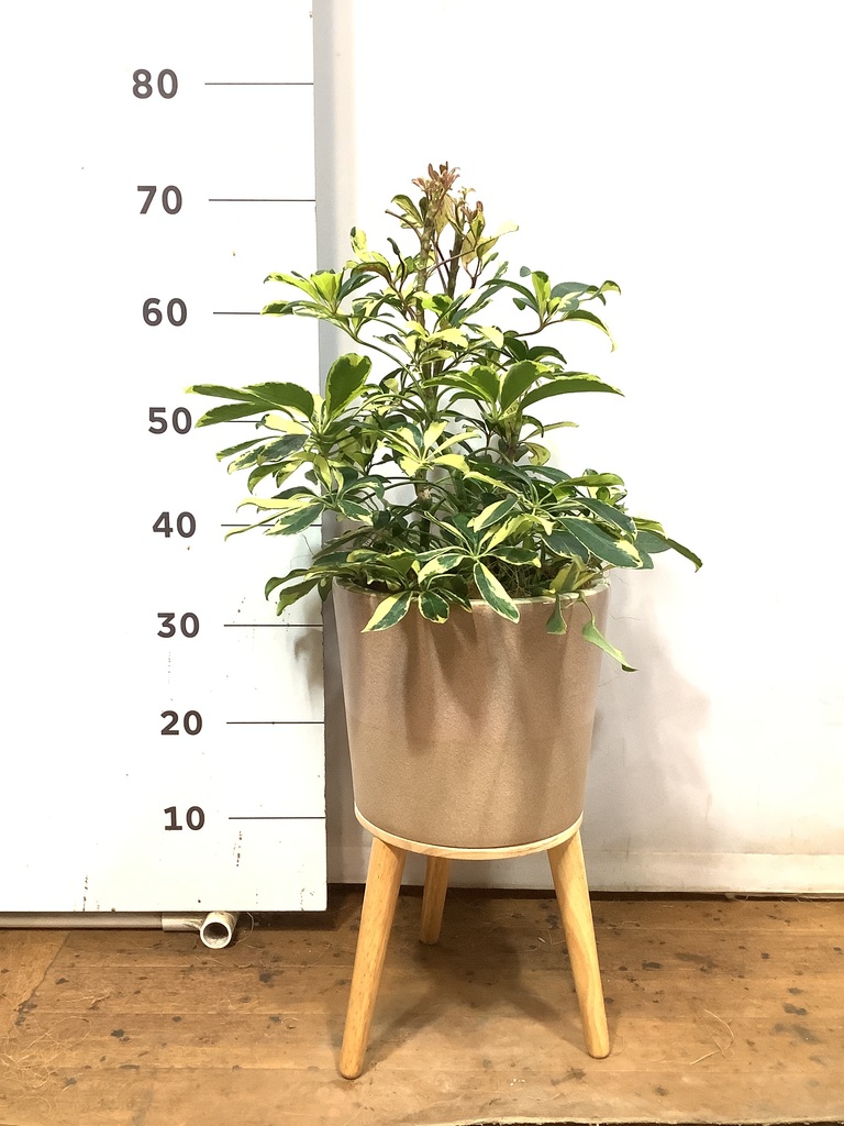 観葉植物 シェフレラ（カポック） 5号 斑入り エルナ 0 B 付き | 観葉
