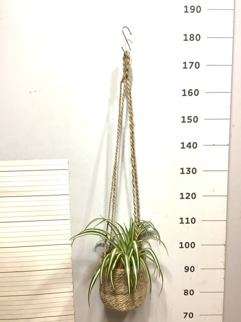 【値下げOK】一刀彫 天然木 フルーツバスケット 花台オブジェ ポプリ入れ 特大 観葉植物 ポトス 8号 ラッシュバスケット Natural 付き | 観葉