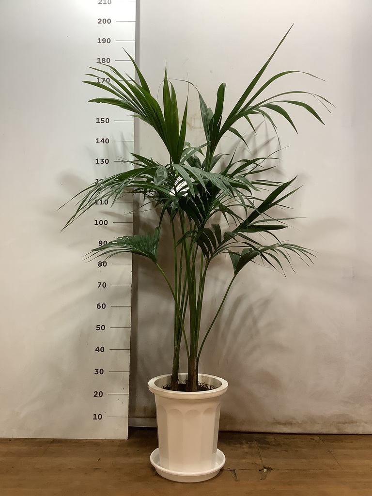 観葉植物 ケンチャヤシ 10号 プラスチック鉢 | 観葉植物なら