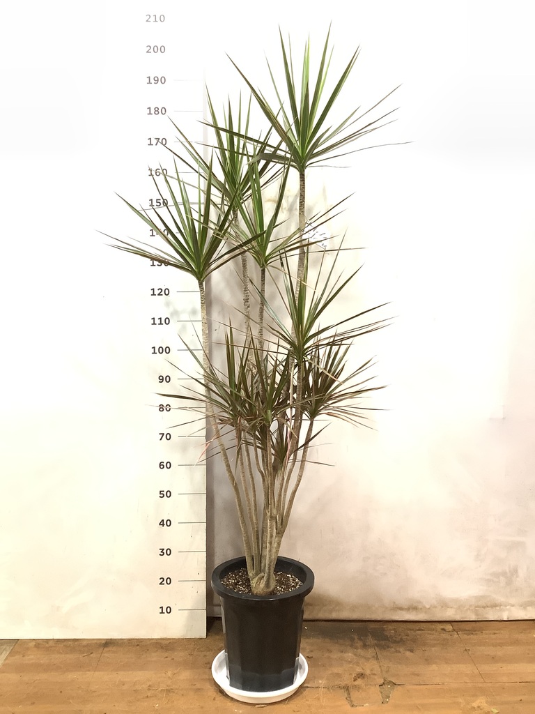 観葉植物 ドラセナ コンシンネ レインボー 10号 ストレート ジュピター  