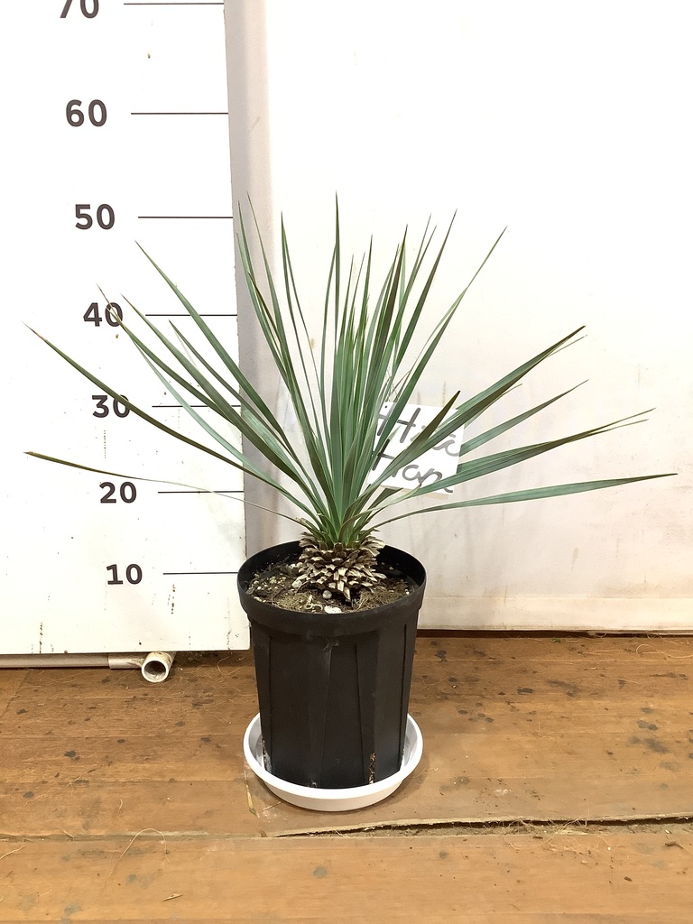 観葉植物 ユッカ 6号 ロストラータ プラスチック鉢 | 観葉植物