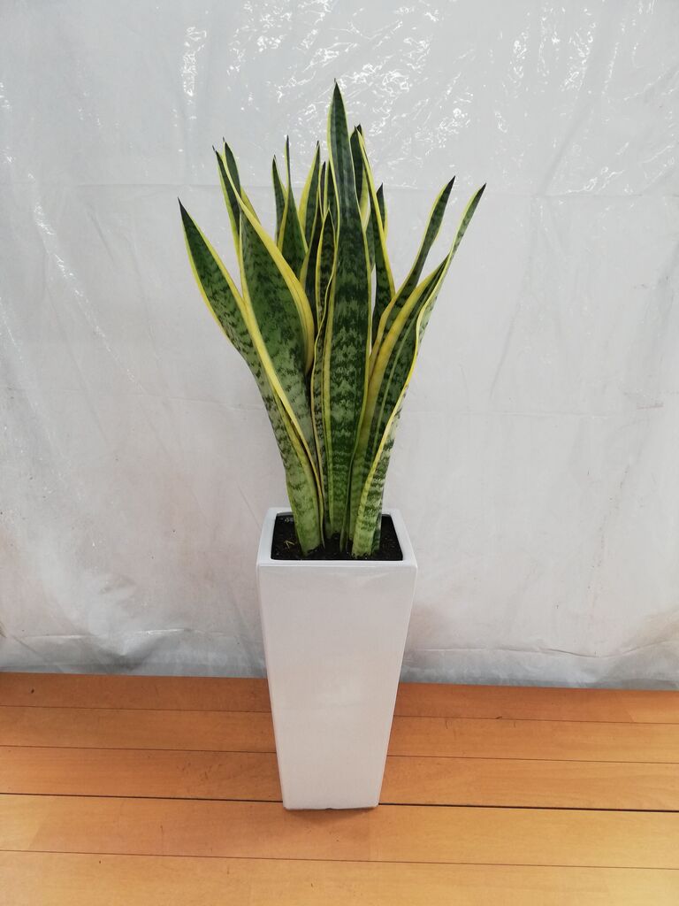 その他観葉植物 honokoo 観葉植物 サンスベリア 7号 トラノオ 角高陶器 | 観葉植物なら