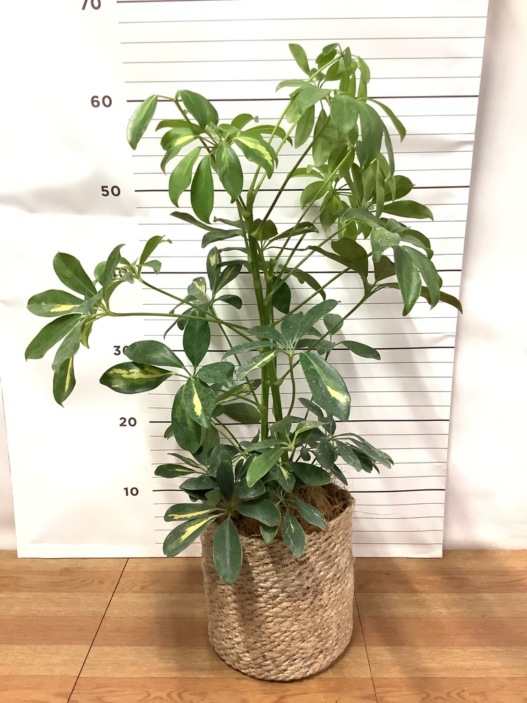 観葉植物 シェフレラ（カポック） 4号 斑入り エステリ グリーン 付き