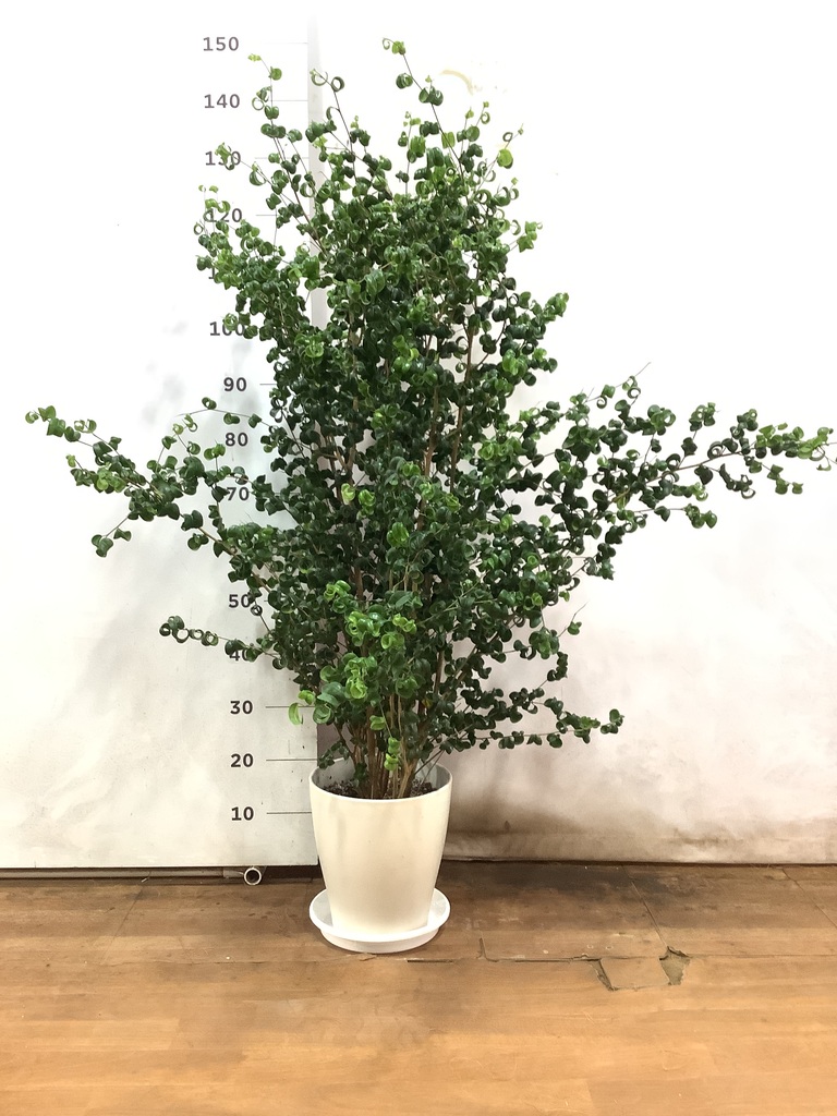 観葉植物 ベンジャミン 8号 バロック プラスチック鉢 | 観葉植物なら