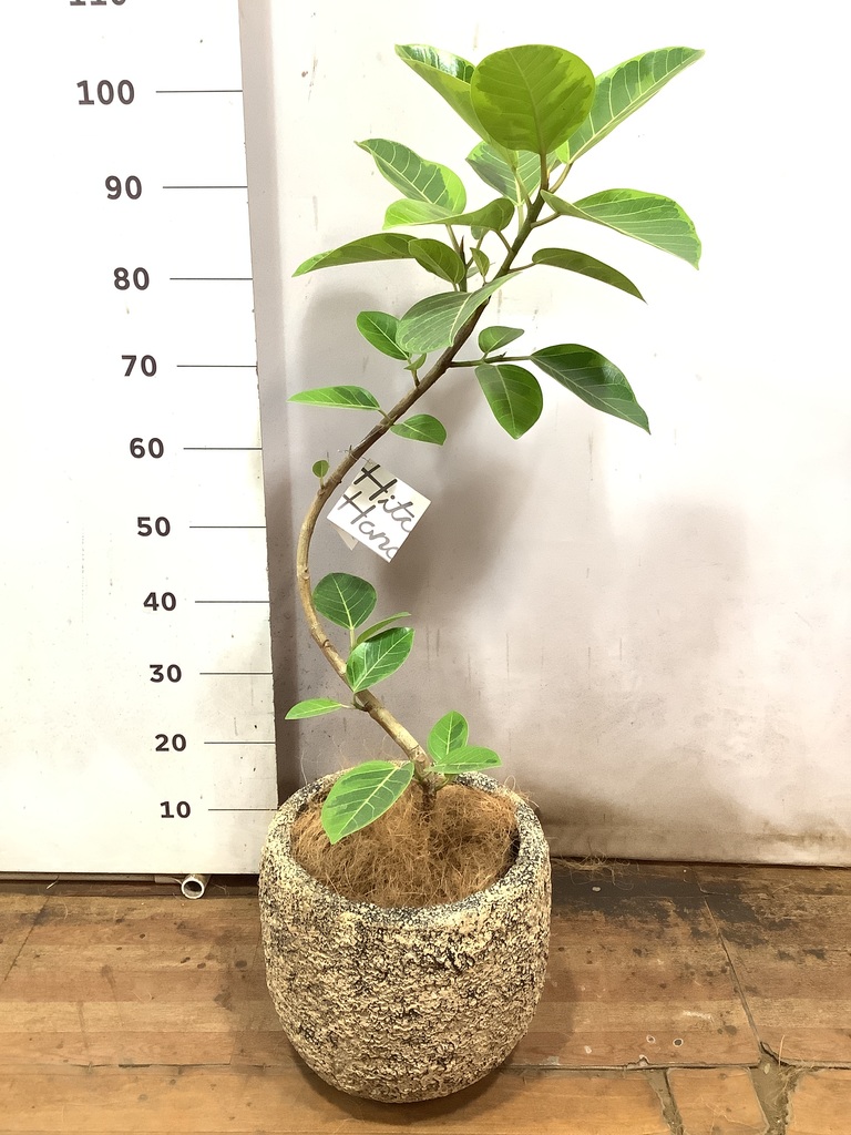 観葉植物 フィカス アルテシーマ 7号 曲り プラスチック鉢 | 観葉植物 観葉植物 フィカス アルテシーマ 7号 曲り プラスチック鉢 | 観葉植物